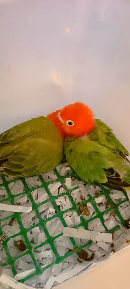 Anakan lb biola green