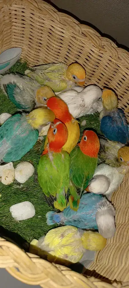 Aneka LB  AQUA berkualitas