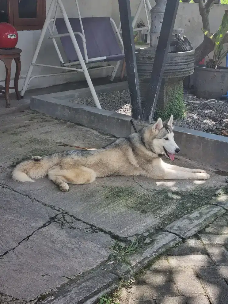 Siberian husky ganteng