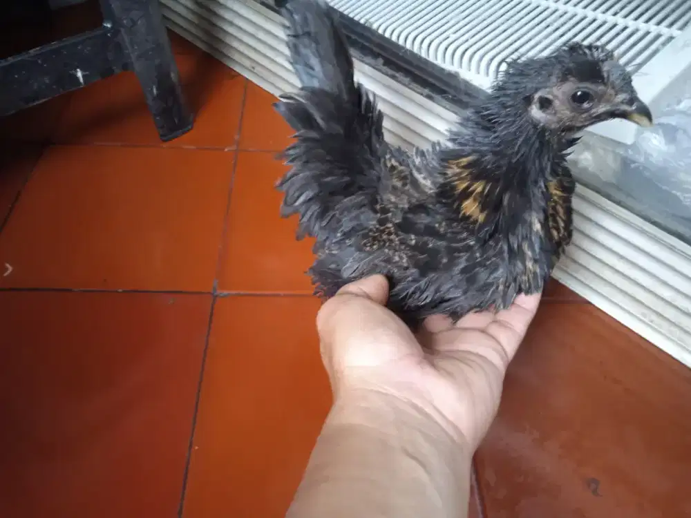 Ayam Kate betina walik blasteran cemani usia 4 bln sehat dan jinak