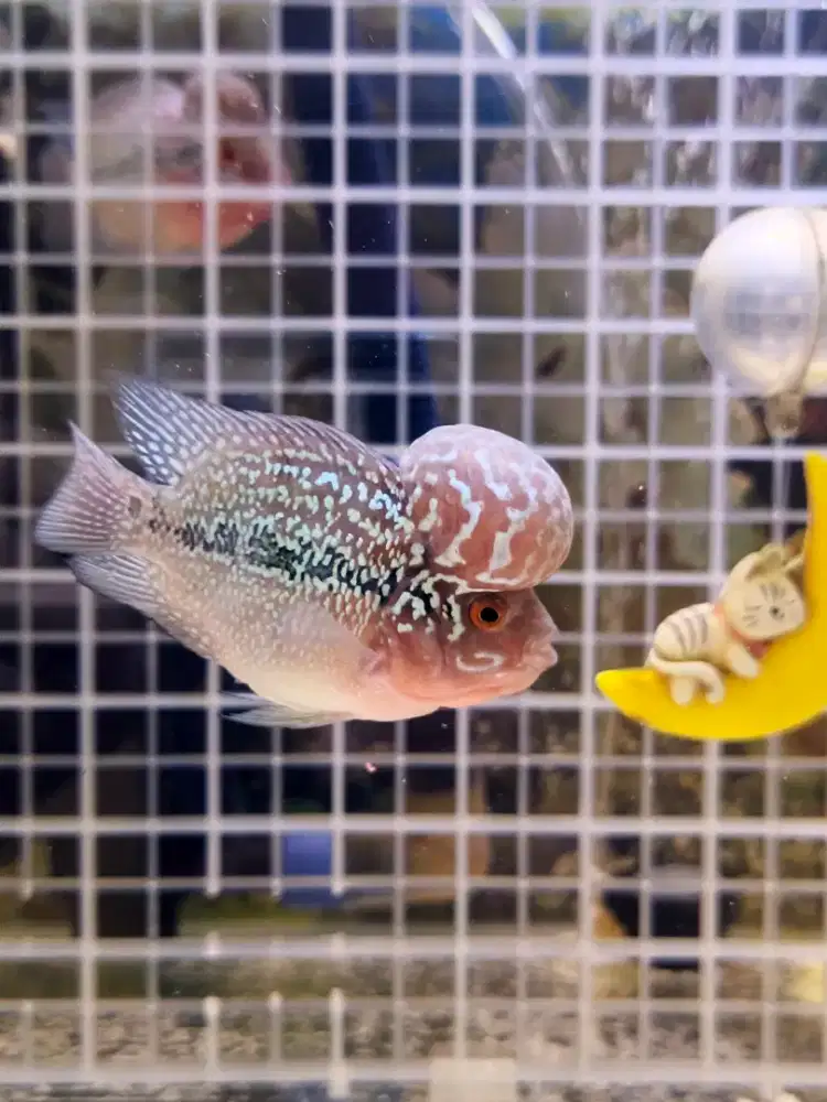 Ikan Louhan SRD Bonsai Boomhead (Ukrn 3 Jari)