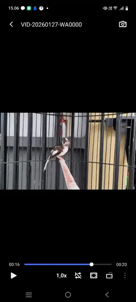 Murai batu panda usia 2bln