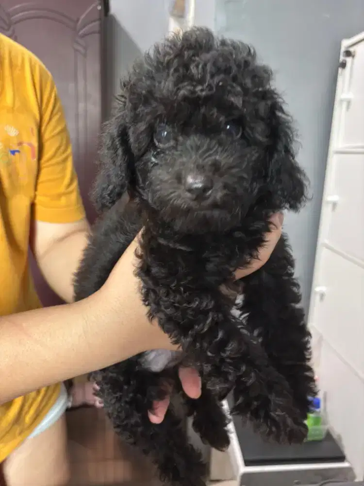 Poodle anakan 2 pasang