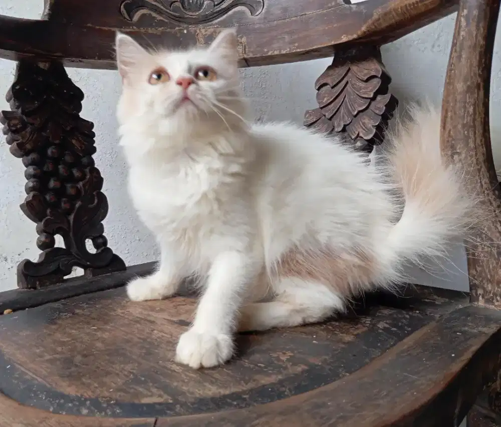 Kucing persia/Betina/ 3 bulan