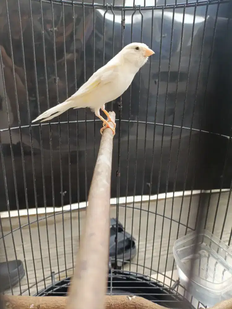 Burung Kenari Putih Polos Gacor