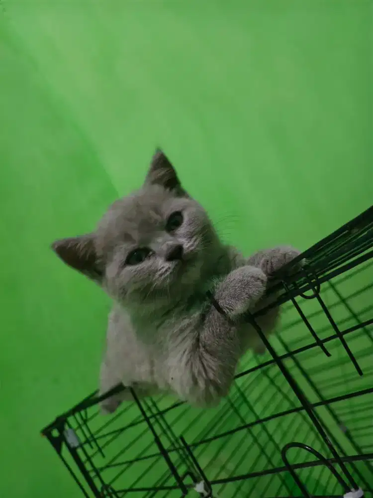 Kucing bsh lucu gemoy