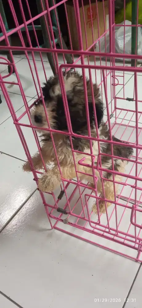 Toy pudel parti tricolor jantan