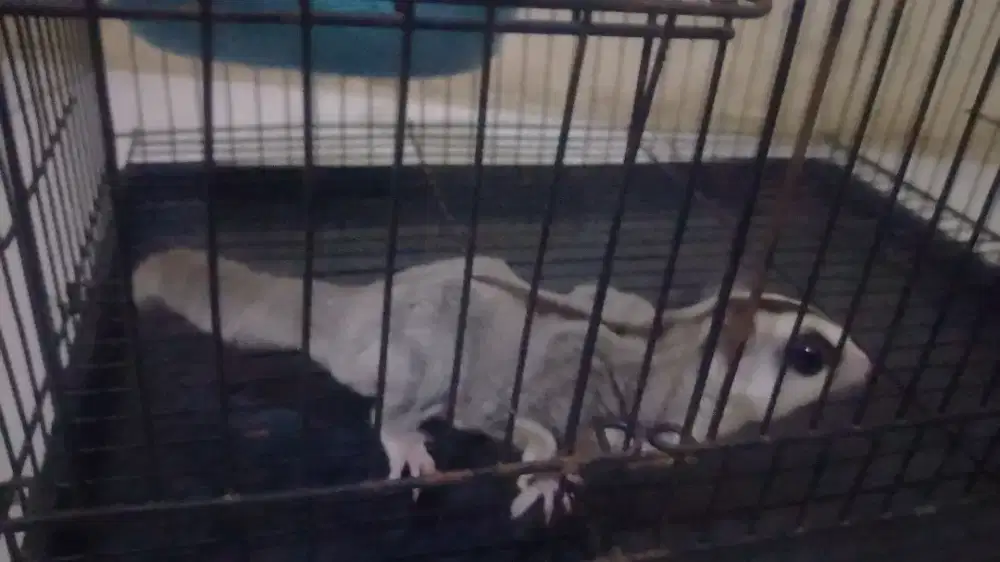 Dijual Sugar Glider (Jantan) Nego