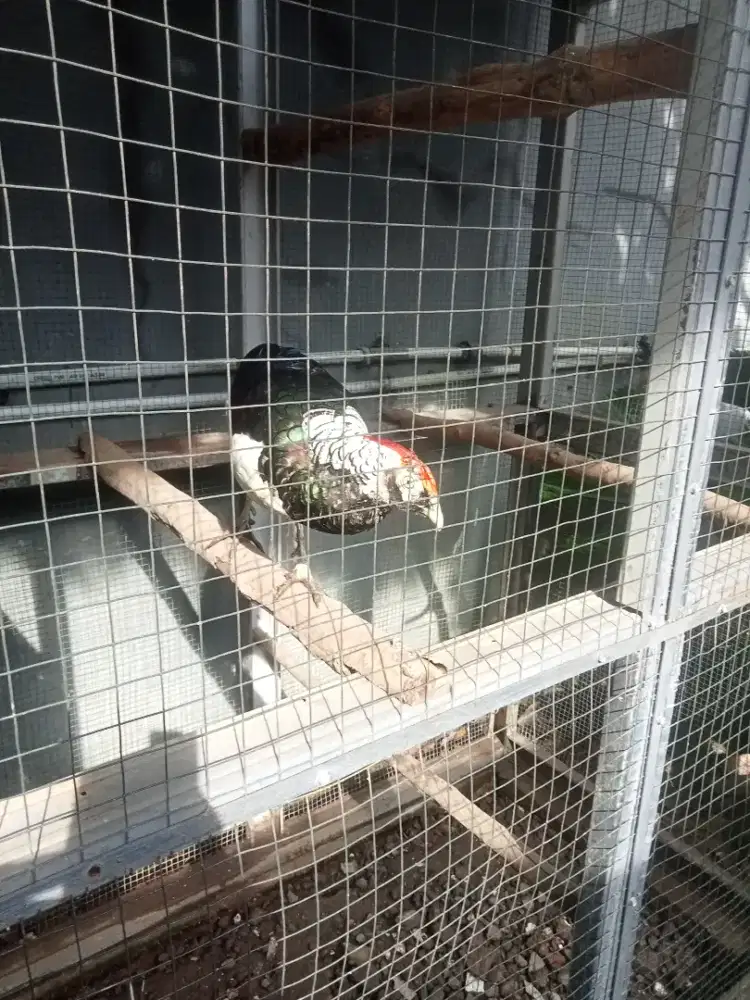 Jual seekor lady amersht pheaset