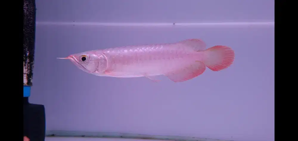 Ikan Hias Arowana Super Red Arwana