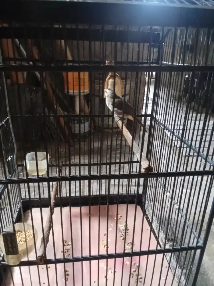 Jual burung atau bt burung lain