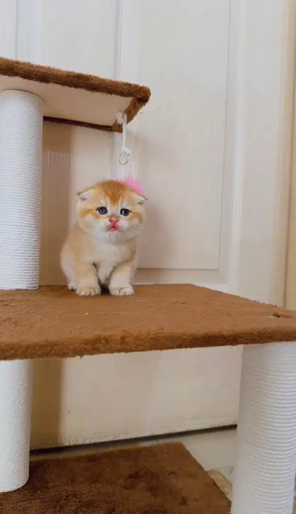 Open Booking Kucing scottish Fold Golden jantan Anakan import nonped