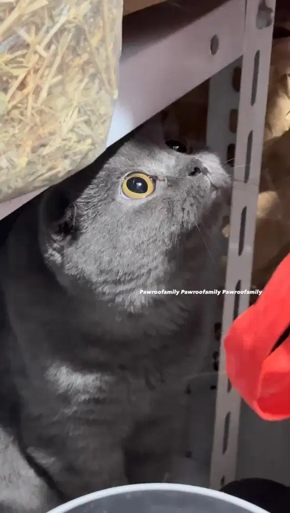 Scottish Fold Blue Keturunan Cat Show