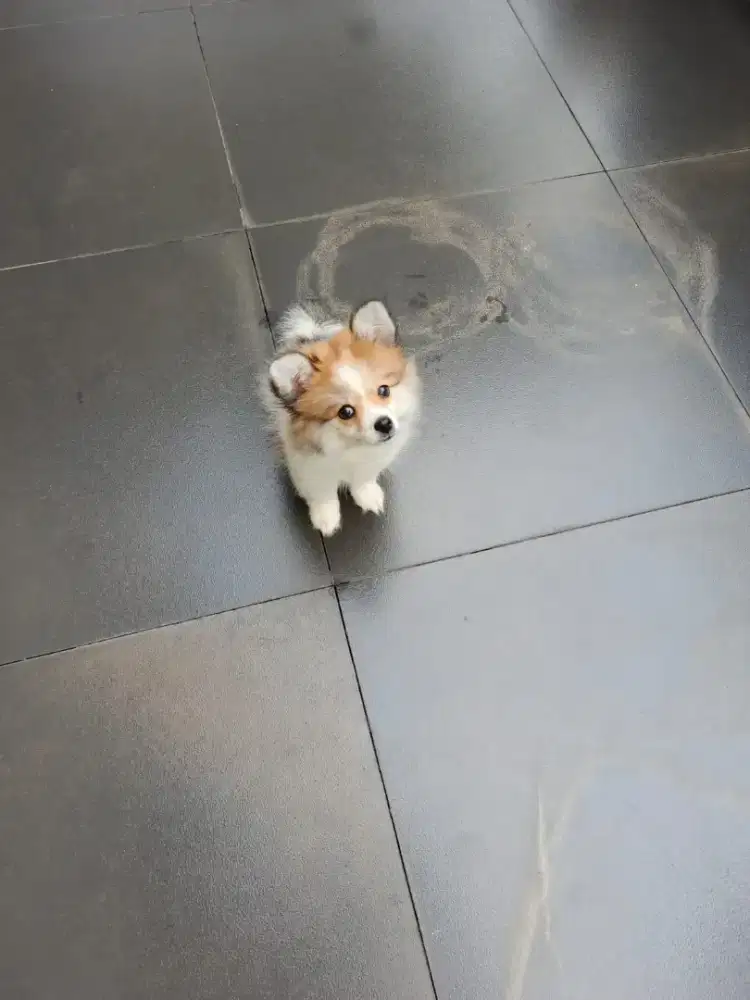 Anakan anjing pom betina