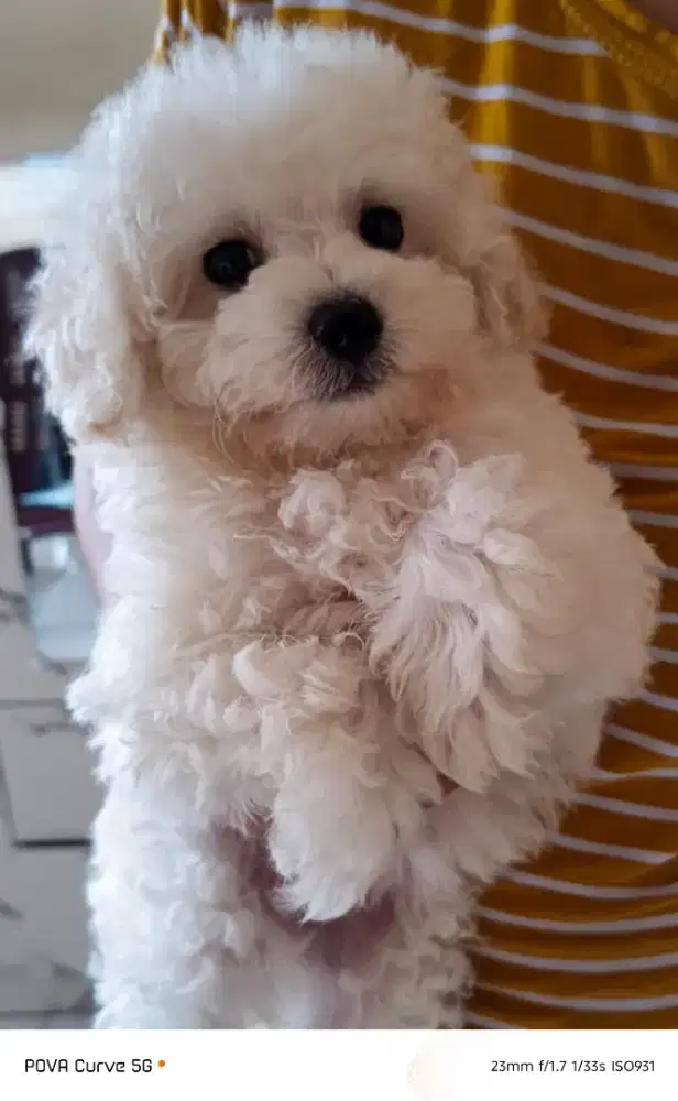 Anakan white poodle 2 bulan, gembul, gemoy, bulu lebat, sangat aktif