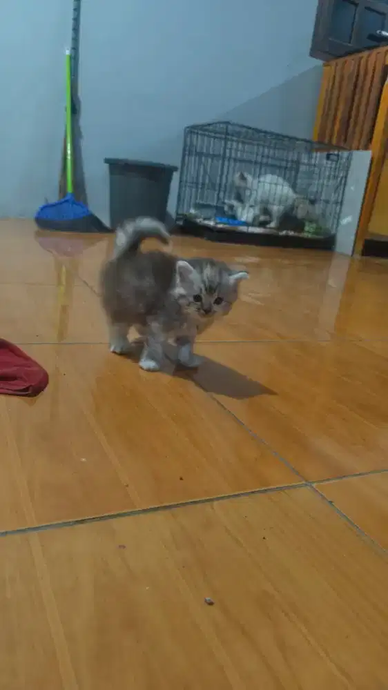 kucing Persia bulu riwuk