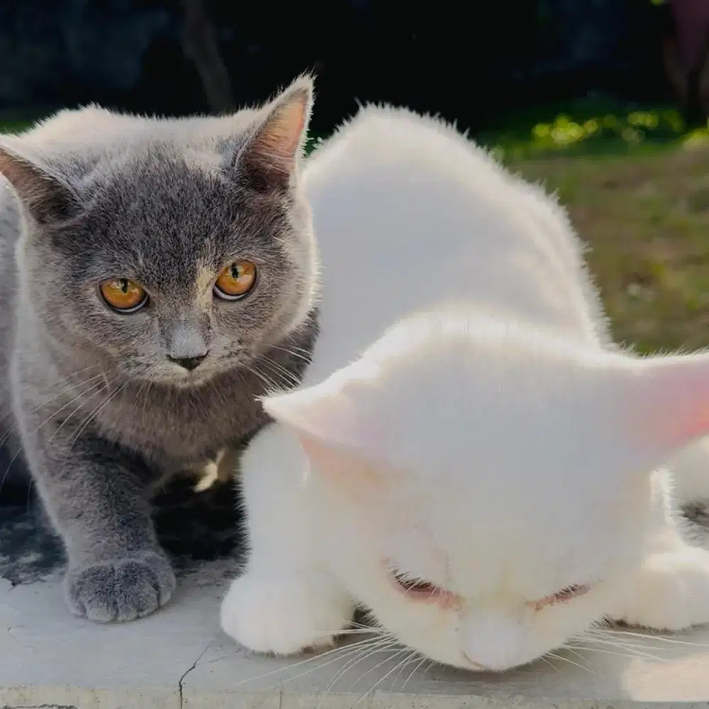 Sepasang British Shorthair Blue Tortie & White