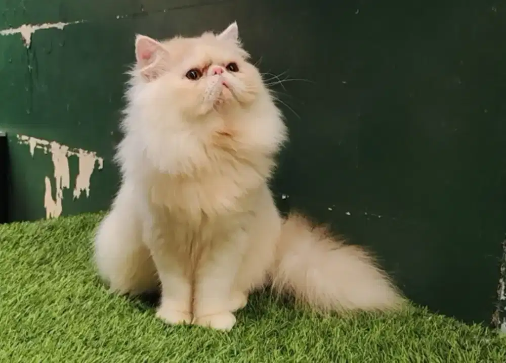 Persia Peaknise Longhair Jantan Jumbo