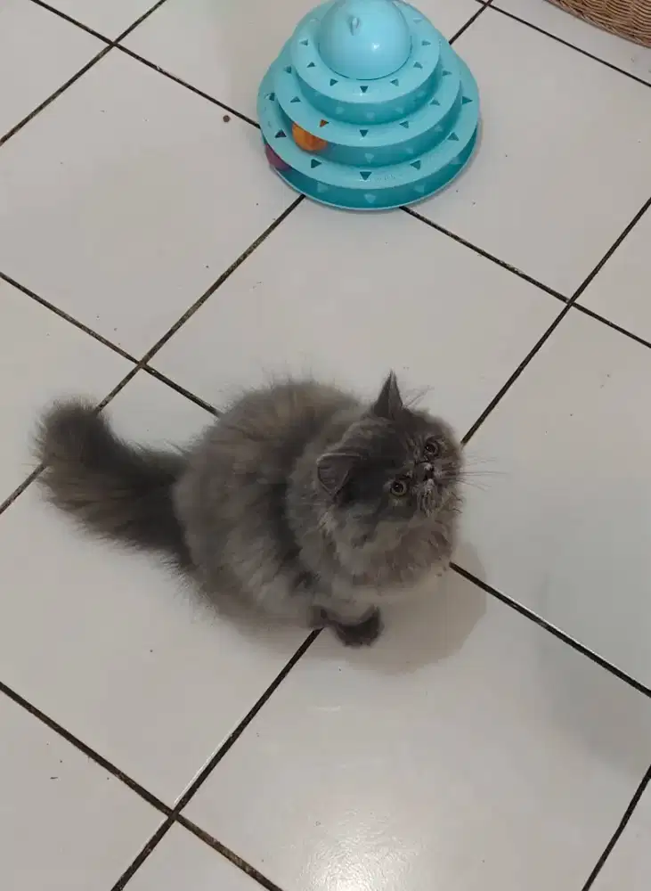 Persia Peaknise Longhair Betina