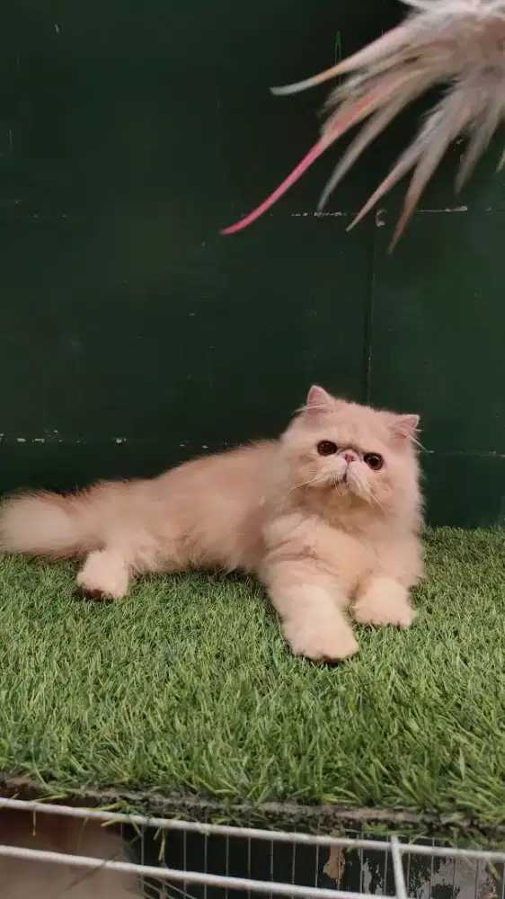 Persia Peaknose Extreme Longhair Jantan