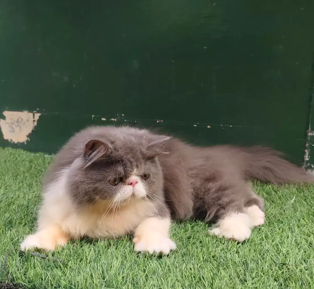 Persia Peaknose Longhair Jantan