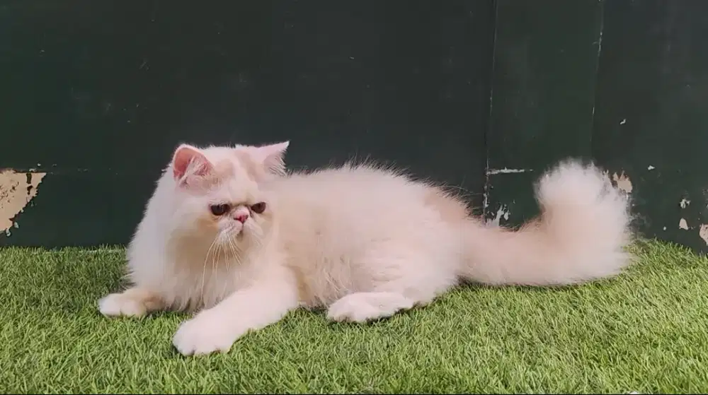 Persia Flatnose Extreme Semi Longhair Jantan