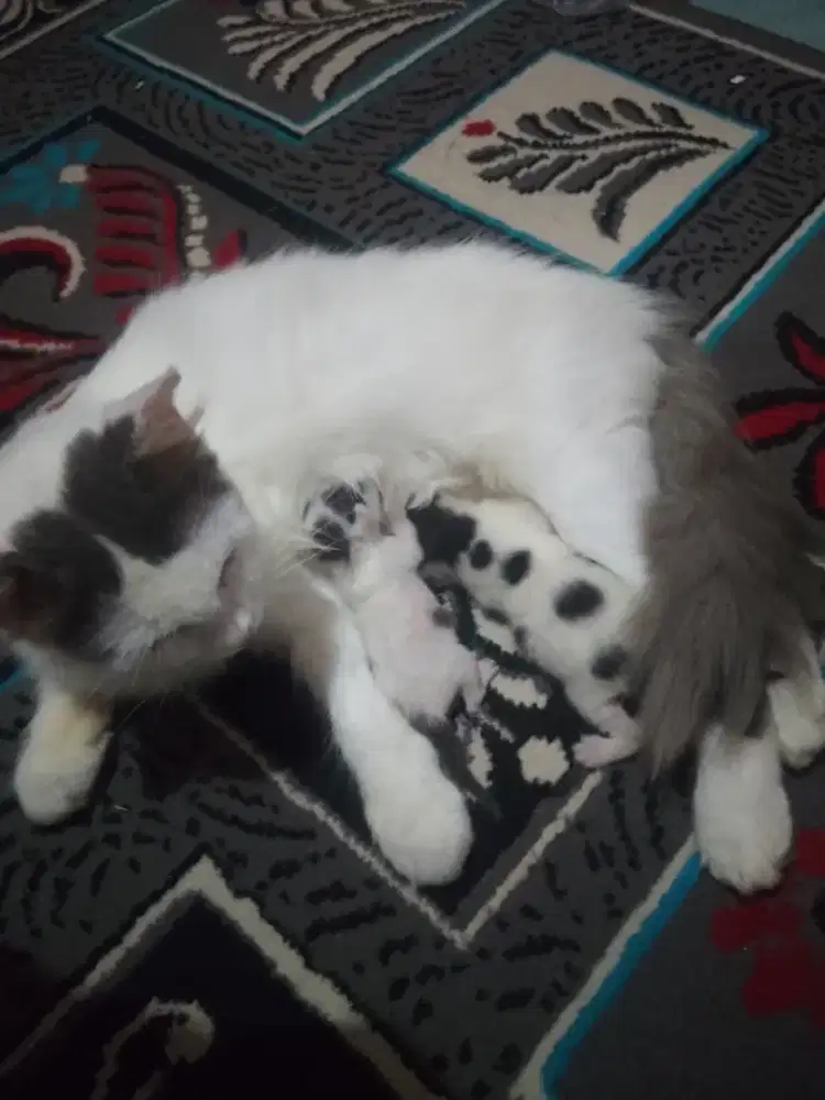 KUCING ANGGORA BETINA