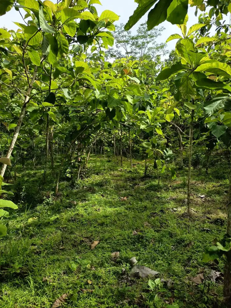 JUAL TANAH BESERTA POHON JATI 200-300 pohon