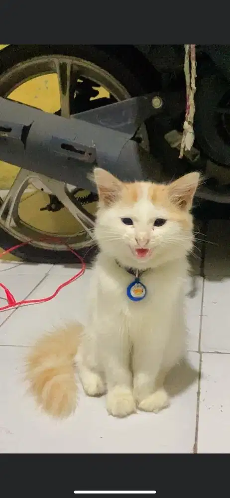 Kitten persmed betina