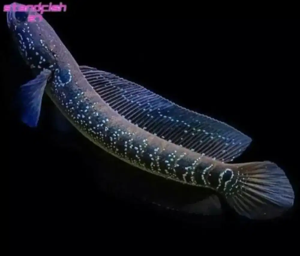 jual ikan channa Asiatika