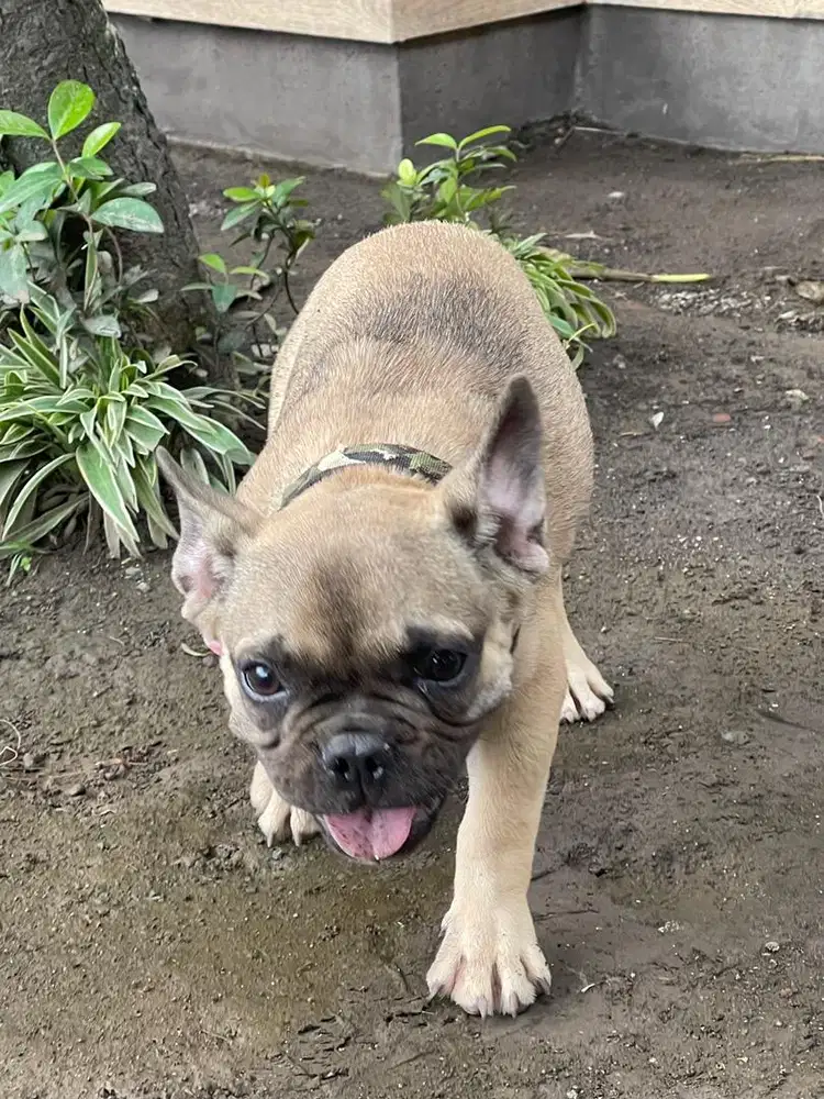 French Bulldog Puppy