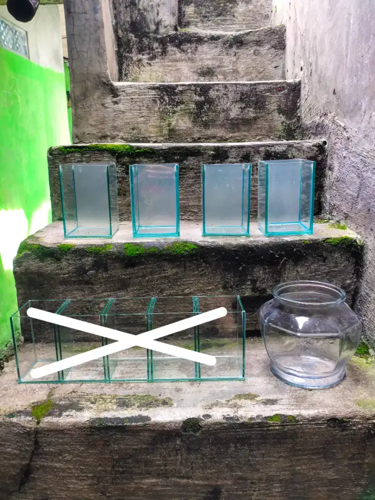 aquarium ikan cupang