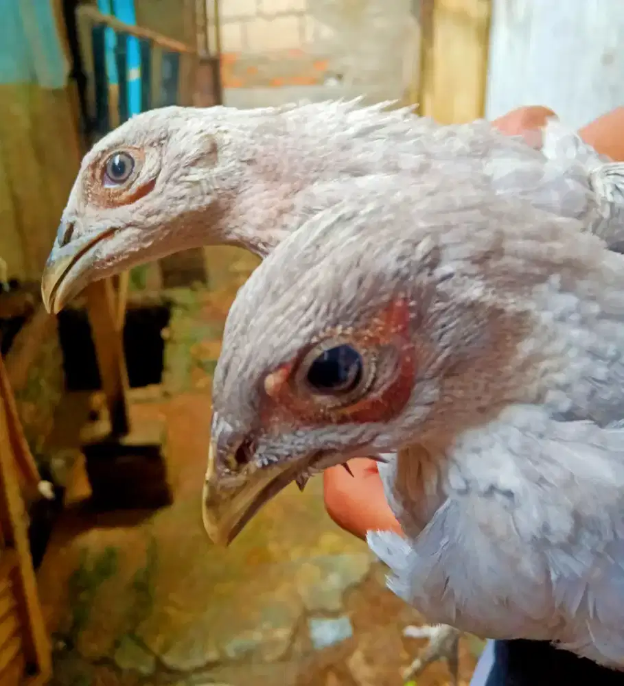 Ayam Ringneck Pheasant