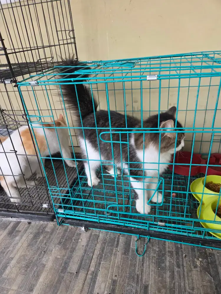 Jual Paket kucing plus kandang nya