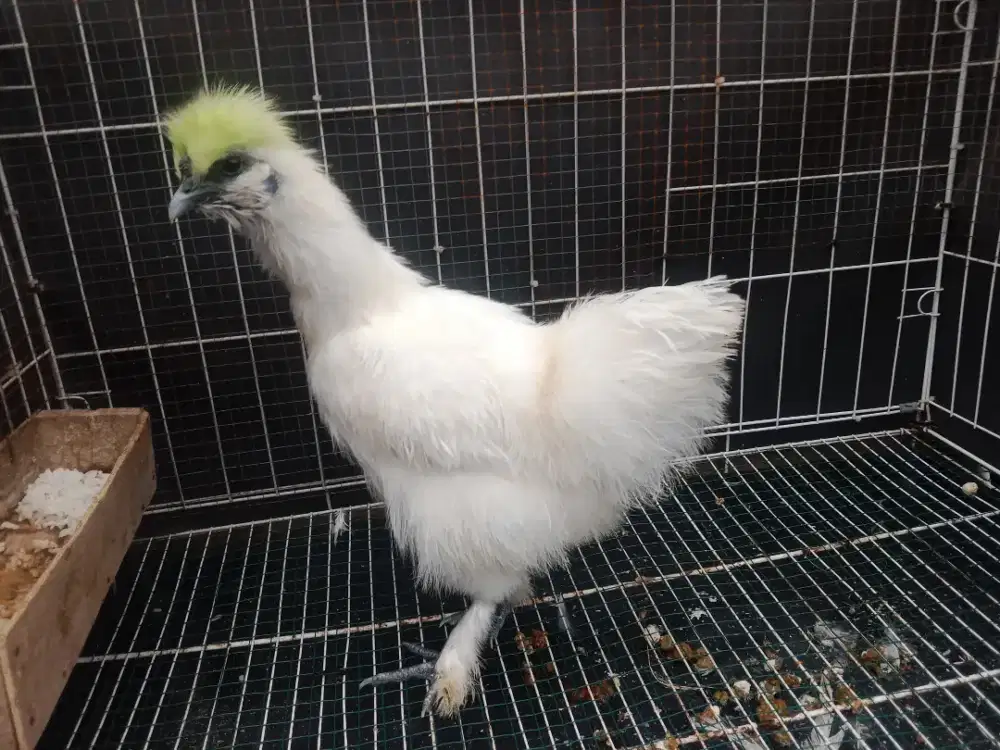 Ayam American Silkie jari Lima