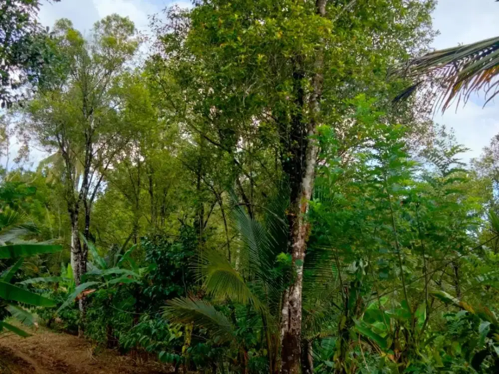 jual tanah kebun murah di Tabanan