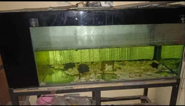 DIJUAL CEPAT & MURAH AQUARIUM.. MAU PINDAH RUMAH