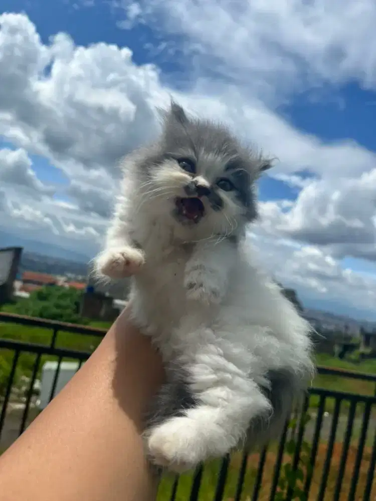 Kitten persia blue nose