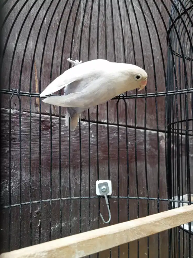 Pastel Vio//MM GRATIS NEGO murah gaskeun