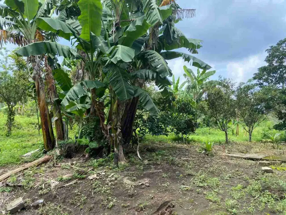 Dijual Lahan Pertanian Aktif Murah Dan Luas Di Klakah Probolinggo