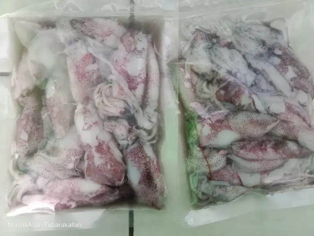 Cumi Fresh Harian – Siap Masak