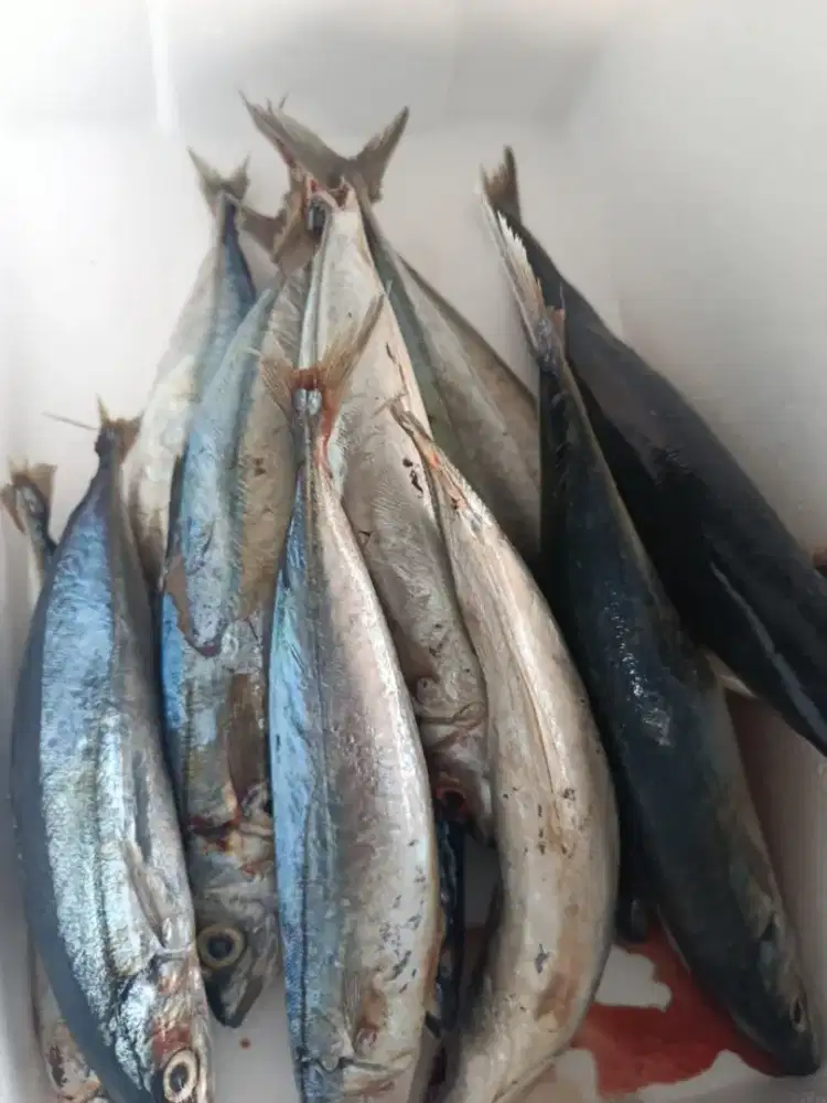 Ikan Salem Segar & Gurih, Siap Masak!