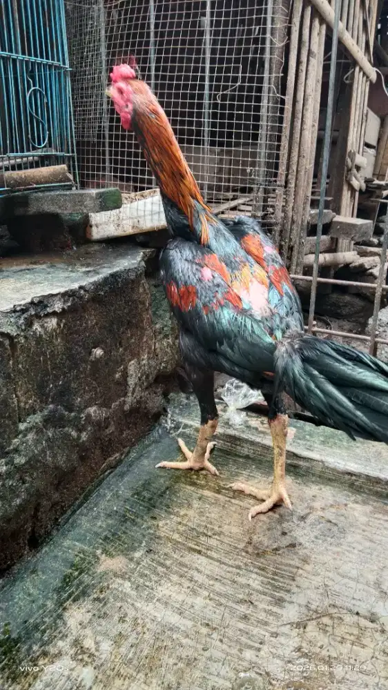Ayam bangkok bagus