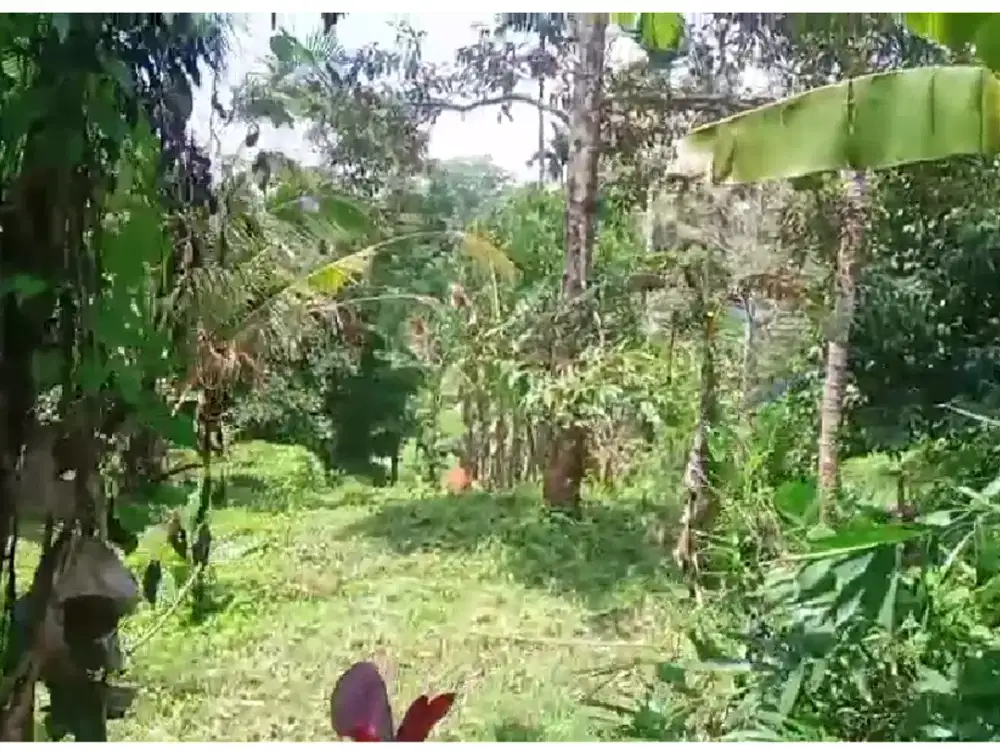 jual tanah kebun  durian murah di Tabanan