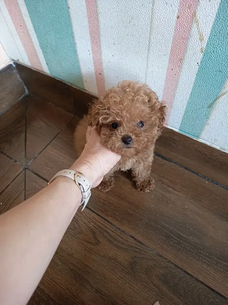super tiny red poodle