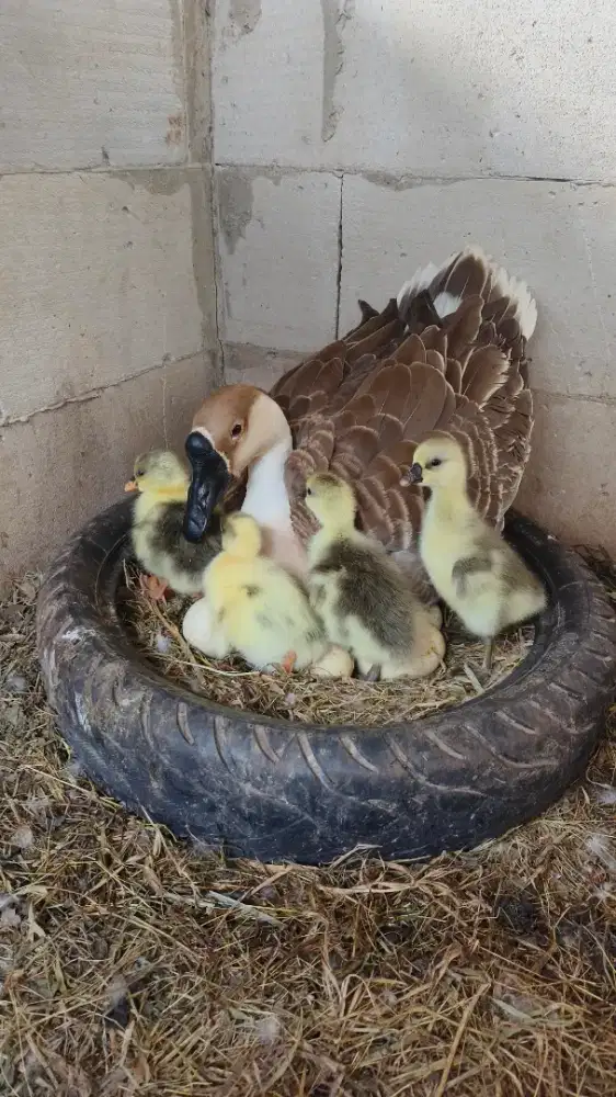 Anak Angsa/Soang Benggala Jumbo sepasang