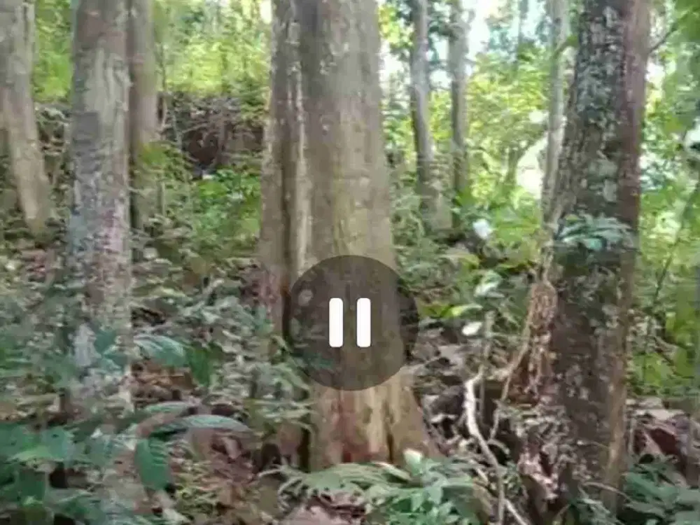 Tanah ada kebun Jati sekitar 14 Ha dan Kebun Albasiah 3 Ha di Kota Banjar, Ciamis, Jawa Barat