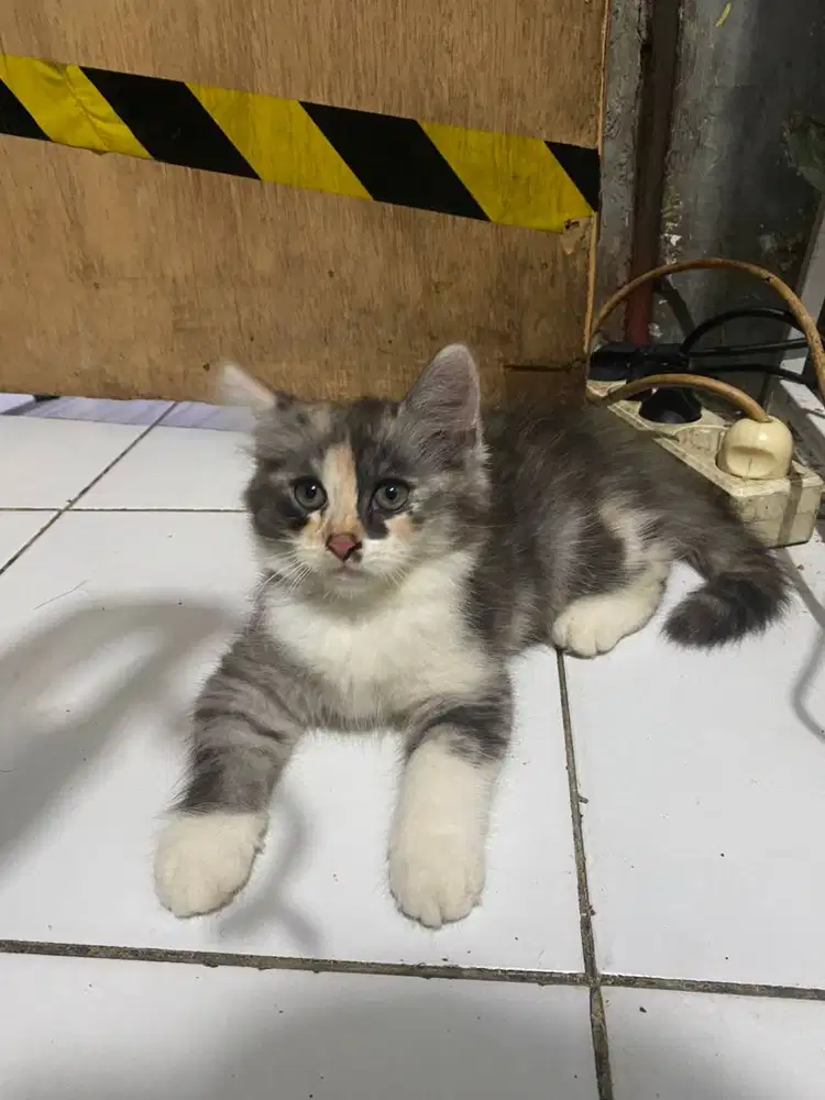 Kucing Munchkin Ns