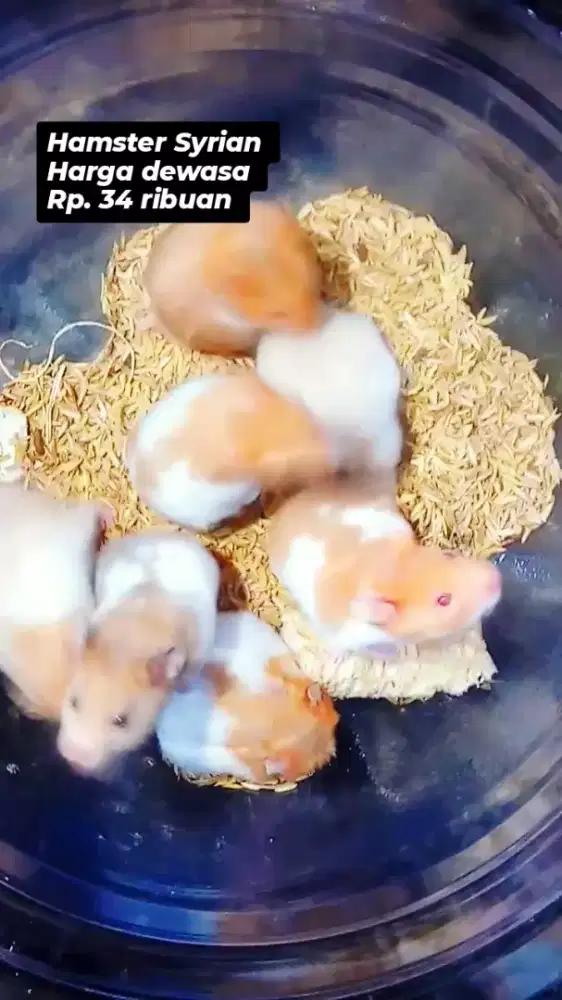 Hamster Syrian Cirebon