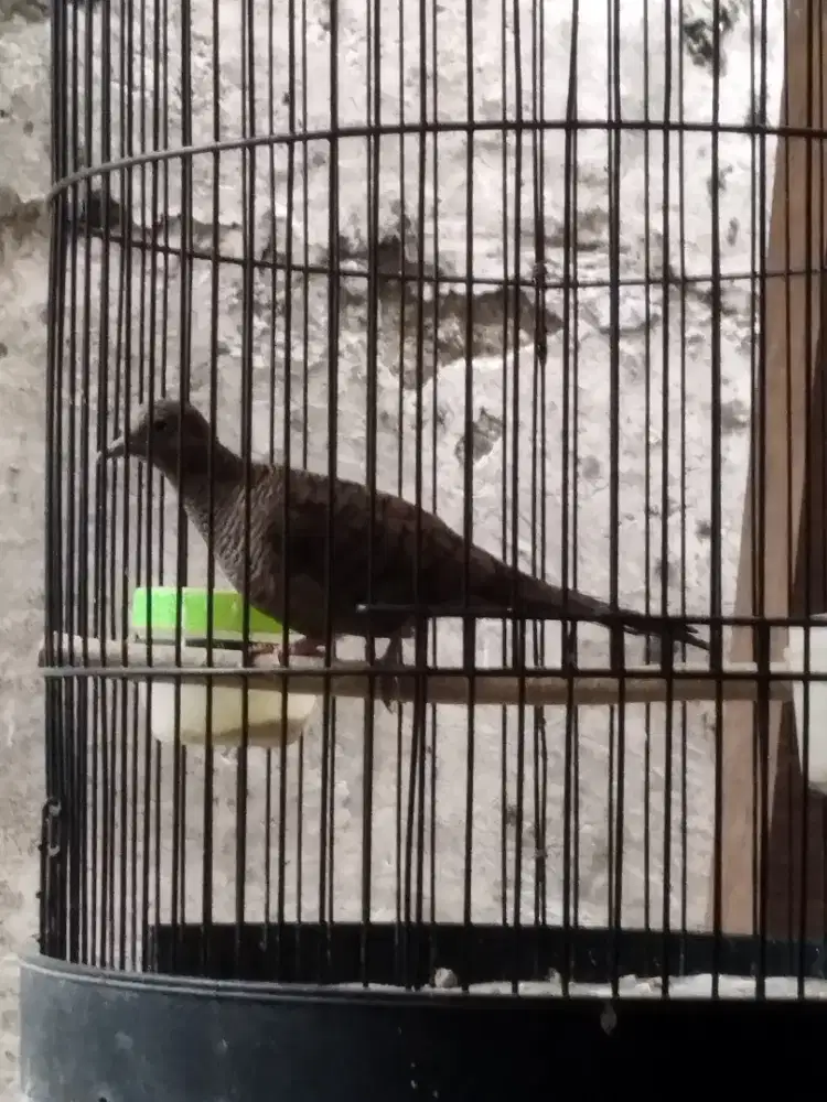 Perkutut cemani burja